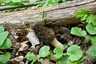 Hegyes kucsmagomba (Morchella deliciosa), Pilis